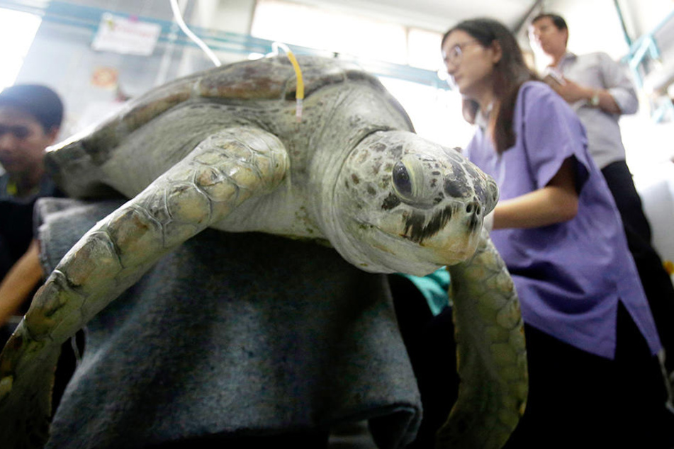 Nach der Not-OP ging es der Schildkröte immer schlechter.