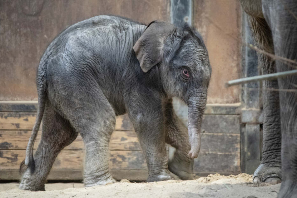 Der kleine Elefant macht seine ersten Schritte in der neuen Umgebung.