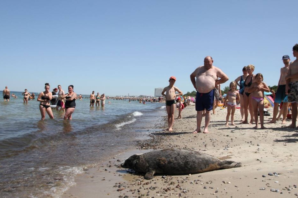 Die Strandbesucher staunten nicht schlecht über den ungewöhnlichen Gast.