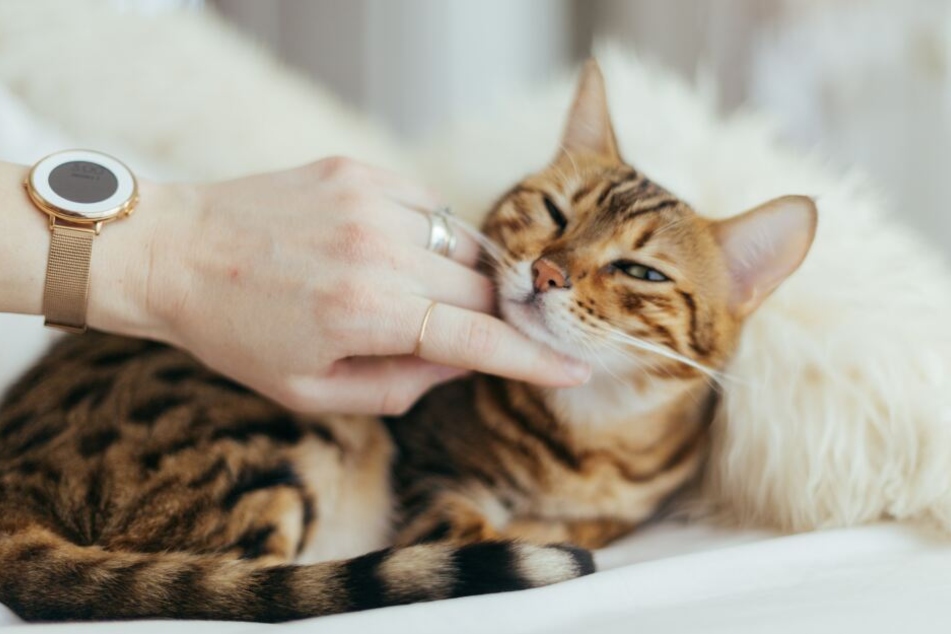 Auch Katzen brauchen viel Aufmerksamkeit und Pflege.
