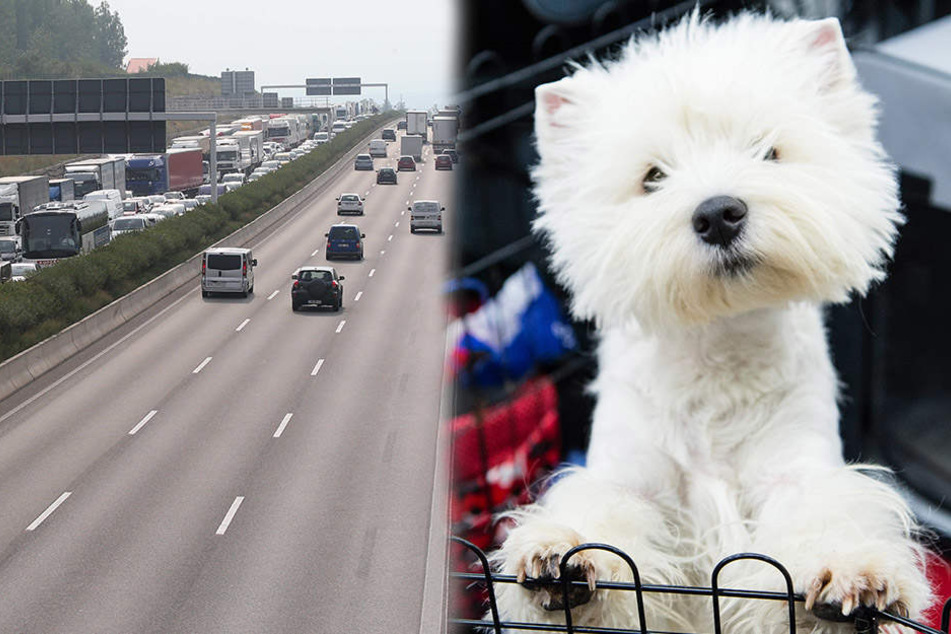 Zwei West Highland Terrier wurden auf der A38 während der Fahrt auf die Fahrbahn geworfen. (Symbolbild)