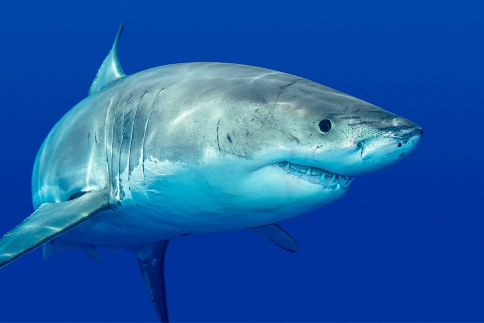 Maggie spielte gerade im Wasser, als sie von einem Hai gebissen wurde. (Symbolbild)