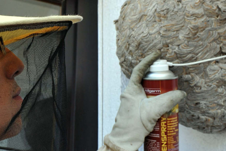 Niemals sollte der Gartenbesitzer ohne Erfahrung selbst versuchen, ein Wespennest zu entfernen oder dieses auszuräuchern. Hier muss ein Fachmann ran!