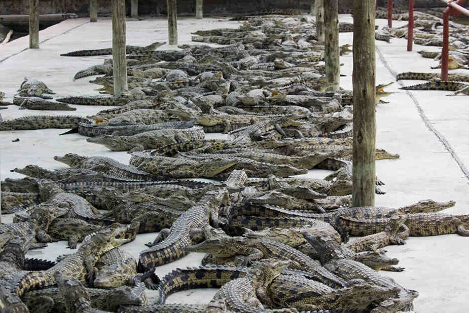 Kroko-Farm: Krokodile seien intelligente Tiere, die in Verbänden zusammenleben, ihre Jungen beschützen und sogar Werkzeuge benutzen können.