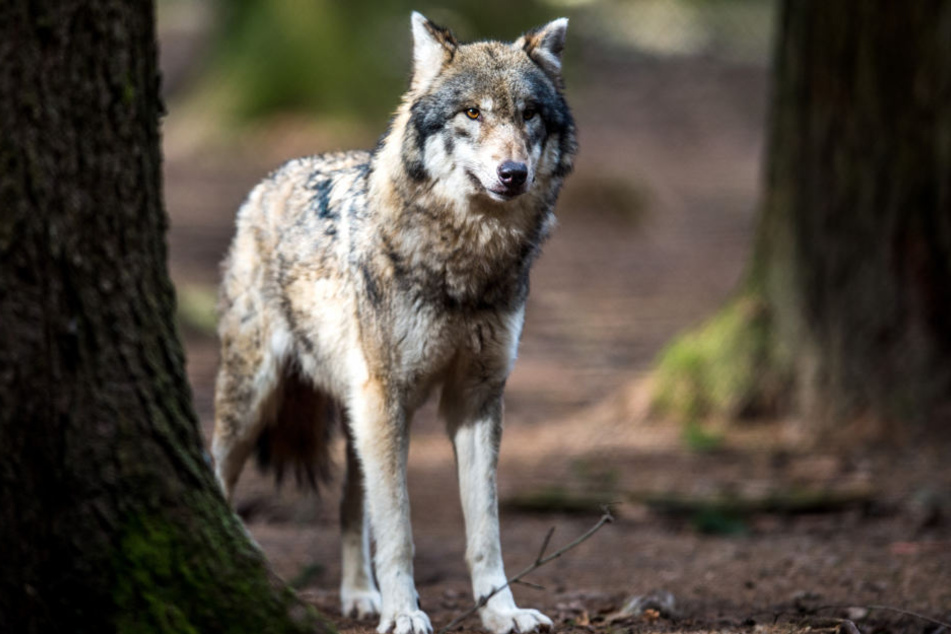 Der Wolf sorgt derzeit für aufgeheizte Stimmung in der Regierungskoalition. (Symbolbild)