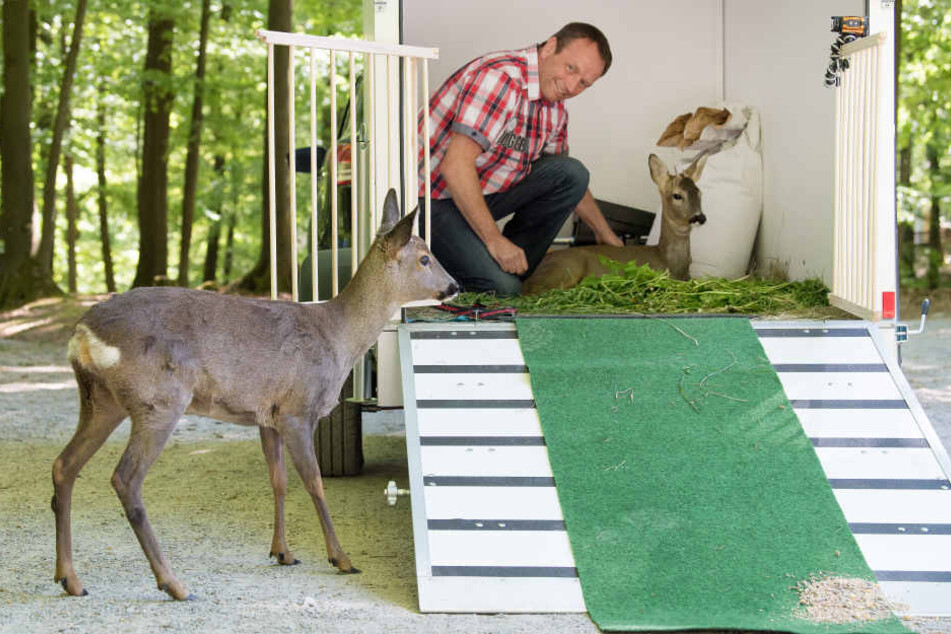 Erst vor einem halben Jahr zog "Bambi" in den Bergtierpark.