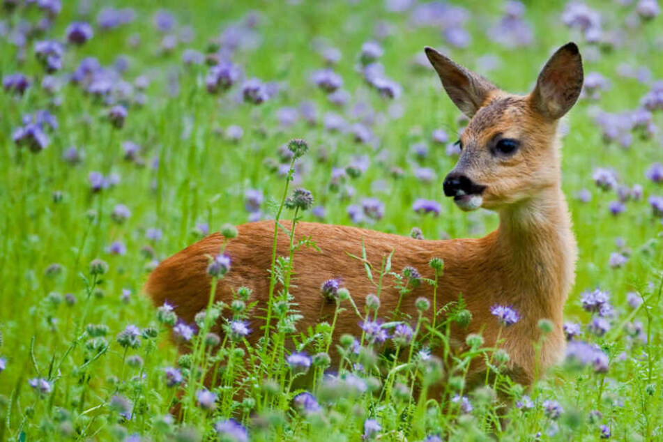 Oftmals sind die Rehe im hohen Gras kaum zu erkennen (Symbolfoto).