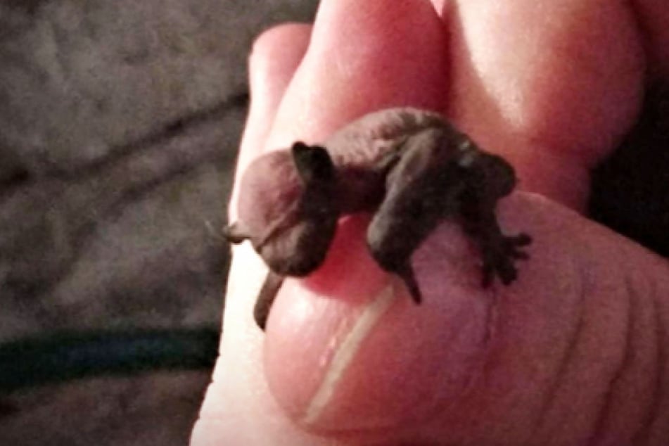 Die winzige Fledermaus wurde von der Berliner Polizei aus einem Keller gerettet.