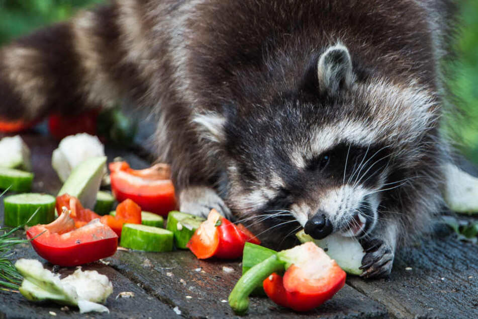 Der Waschbär bediente sich ohne Scheu am Müll der Polizei. (Symbolbild)