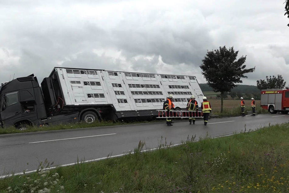 Der Laster befindet sich noch immer in Schieflage, die Feuerwehr ist damit beschäftigt, die Tiere aus dem Laderaum zu befreien.