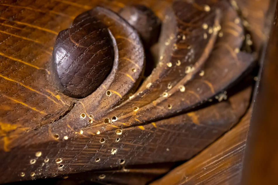Holzwürmer hatten sich in der Kirche von Grüna in Orgel, Bänken, Altar und Kanzel ausgebreitet.