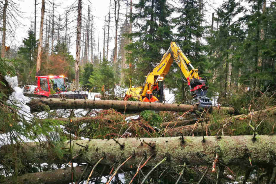 Die Aufräumarbeiten nach Sturmtief "Friederike" läuft im Nationalpark Harz. Der Orkan hat jedoch weniger Schaden angerichtet als angenommen.