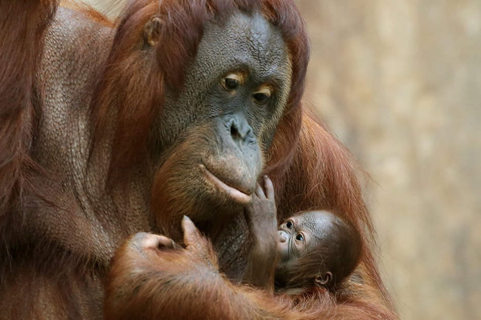 Viele Weibchen werden erschossen, ihre Babys geraubt.