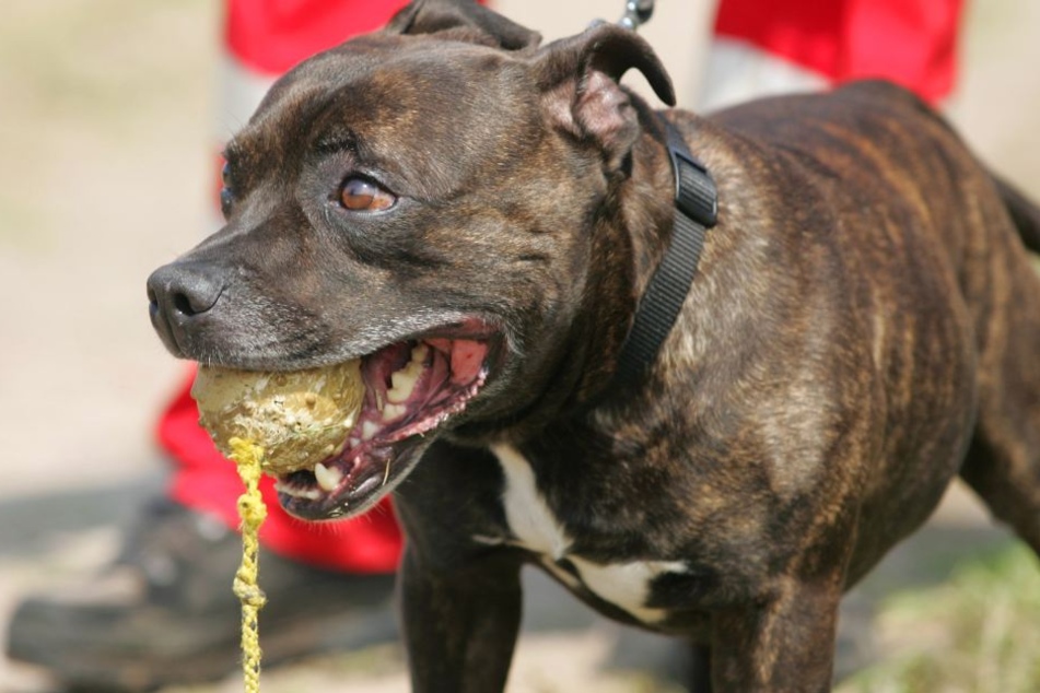 Hunde, die als gefährlich eingestuft sind, können sich zukünftig einem Wesenstest unterziehen und Lockerungen bei bestimmten Auflagen erhalten.