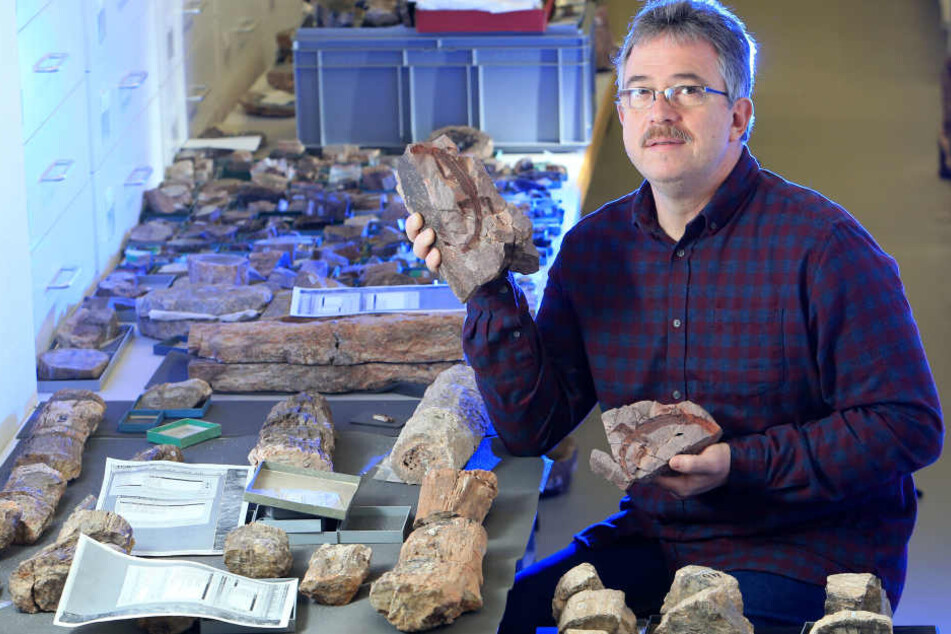 Die spektakulären Saurier sind wieder in Chemnitz. Jetzt plant Museums-Chef
Ronny Rößler (51) eine neue Ausstellung mit ihnen.