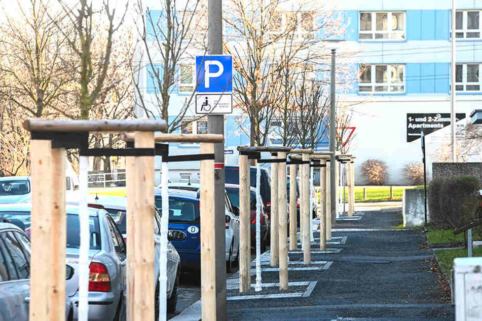 Die Georg-Wrba-Straße in Strehlen wurde durch Spenden der Dresdner mit neuen Bäumen bepflanzt.