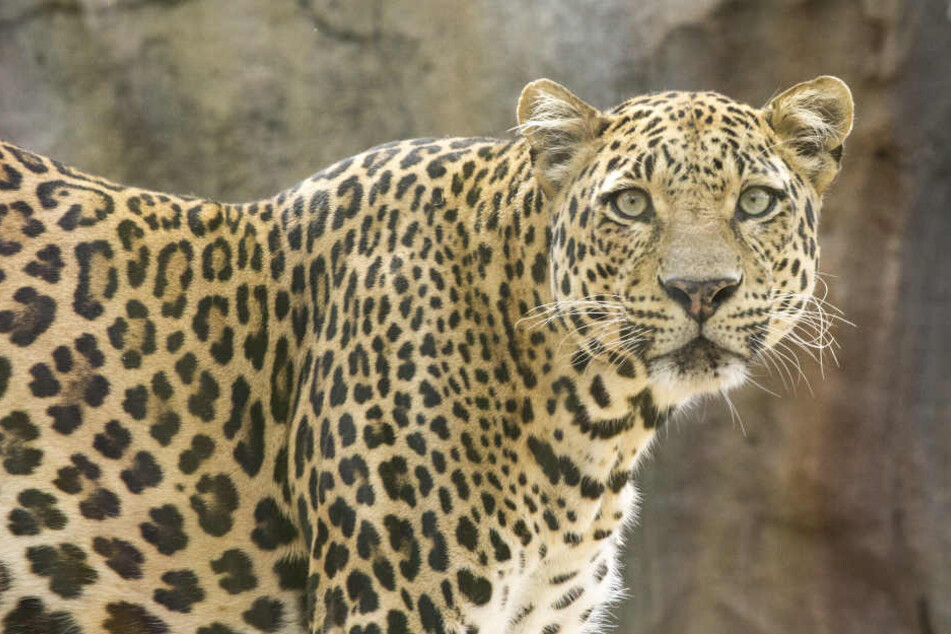 Der Leopard überraschte die Mönche beim Morgengebet. (Symbolbild)