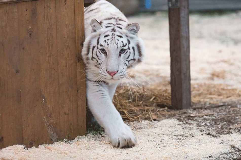 Bildschön und schneeweiß mit brauner Zeichnung: Tigerdame Kijana (3) im Freigehege.