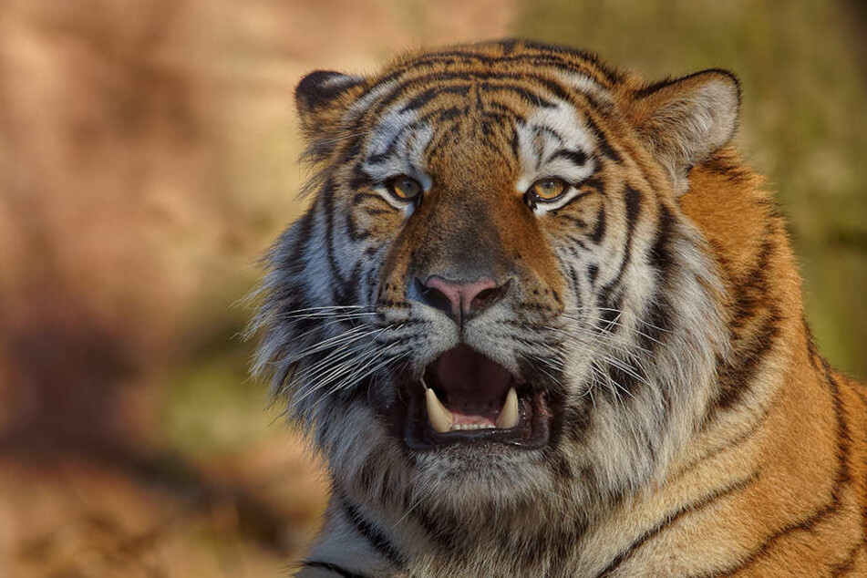 Der Chemnitzer Tierpark hat am Montag einen Sibirischen Tiger aus Nürnberg bekommen.