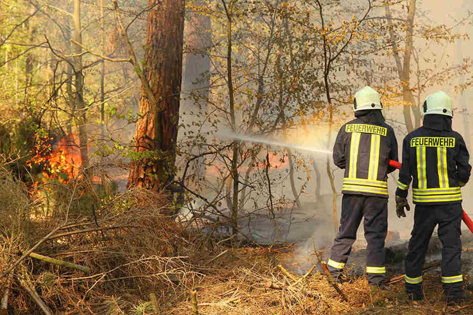 Feuerwehrleute löschen brennendes Unterholz.