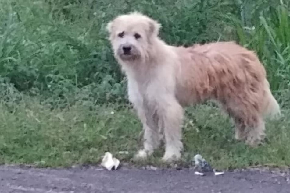 Ein Hund saß mehrere Jahre lang an einer Straße und wartete auf seine Familie.