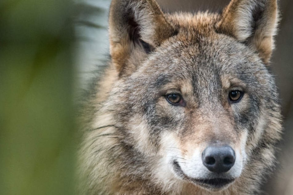 Bisher wurde ein Wolf in Thüringen nachgewiesen.