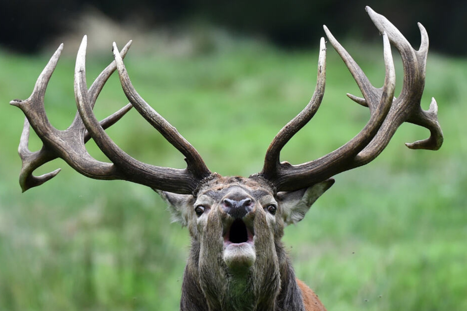 Der Hirsch hielt sich immer wieder direkt an der Autobahn auf. (Symbolbild)