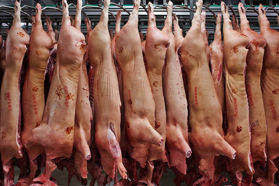Das Unternehmen Tönnies möchte in naher Zukunft mehr Schweine in seinem Werk in Rheda schlachten. (Symbolbild)