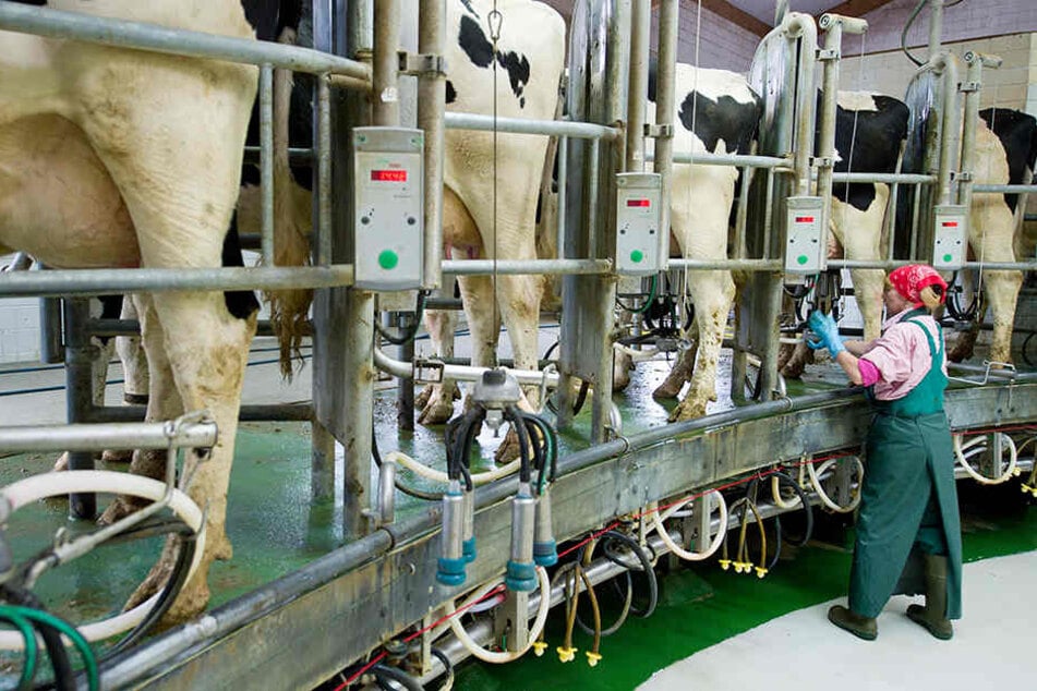 Aktuell stehen in Brandenburg etwa 138.000 Milchkühe in den Ställen, 16.000 Tiere weniger als noch zu Beginn 2015.