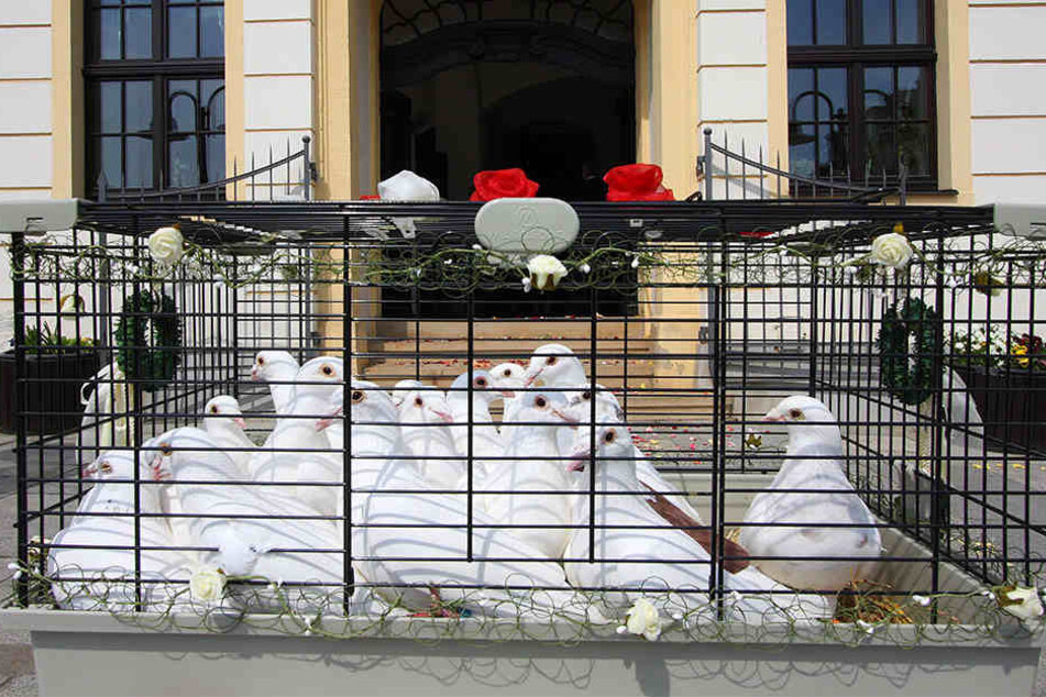 Hochzeitstauben und andere Nutztiere dürfen aktuell nicht frei fliegen.