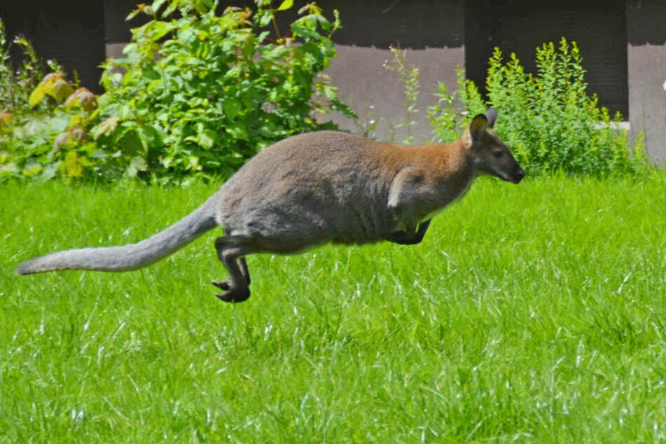 Das Känguru verschwand vergangenen Mittwoch von der Koppel. (Symbolbild)