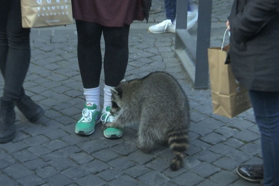 Teilweise kam der Waschbär auch den Besuchern des Weihnachtsmarkt sehr nahe.