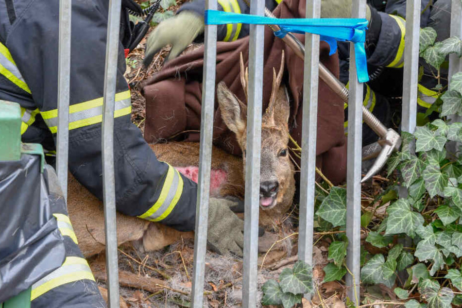 Die Feuerwehr befreite das verwundete Tier aus den Fängen des Zauns.