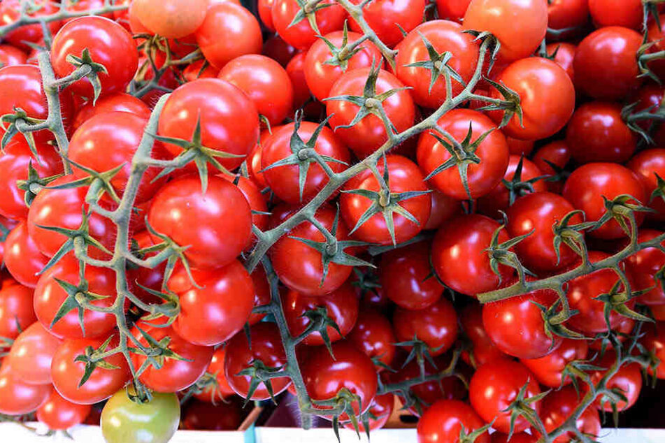Cocktailtomaten sind noch zu groß? Der Trend geht hin zu noch kleineren Sorten.