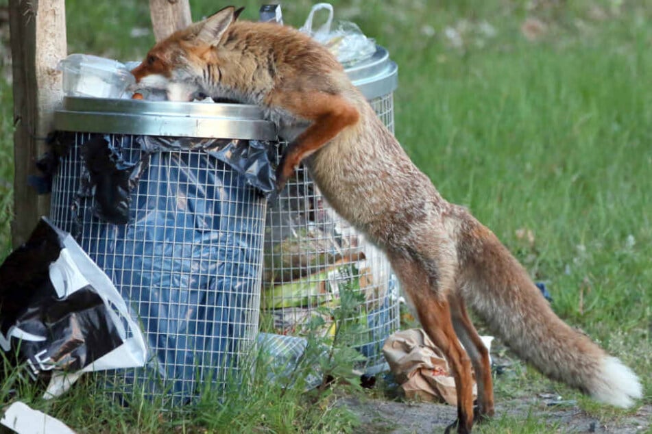 Ein Fuchs stöbert am Wannsee in Berlin im Müll nach Nahrung. (Archivbild)