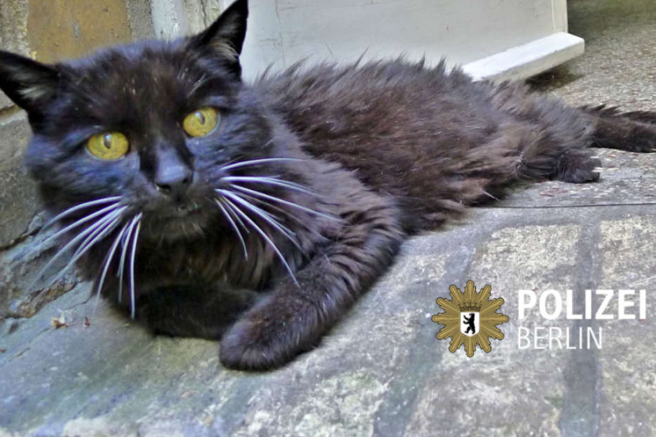 Erschöpft, aber glücklich: Kater Kimba ist zurück bei seinem Herrchen in Berlin.