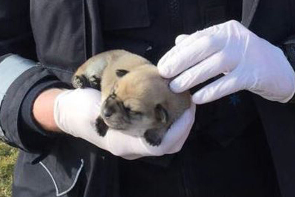 Der kleinen Hundedame geht es mittlerweile wieder gut.