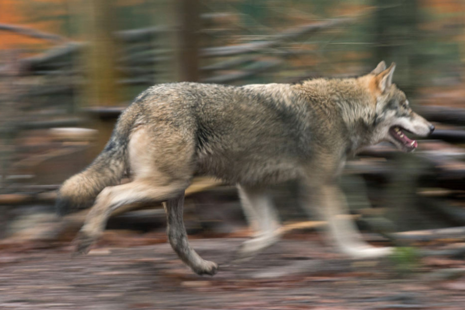 War es ein Wolf oder ein Hund? (Symbolfoto).