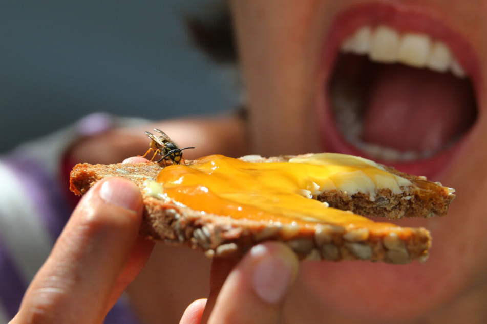 Eine Frau hält ein Marmeladenbrot, auf dem eine Wespe sitzt. Bayerns Gesundheitsministerin Melanie Huml warnt vor den Gefahren durch Bienen- und Wespenstiche. (Symbolbild)