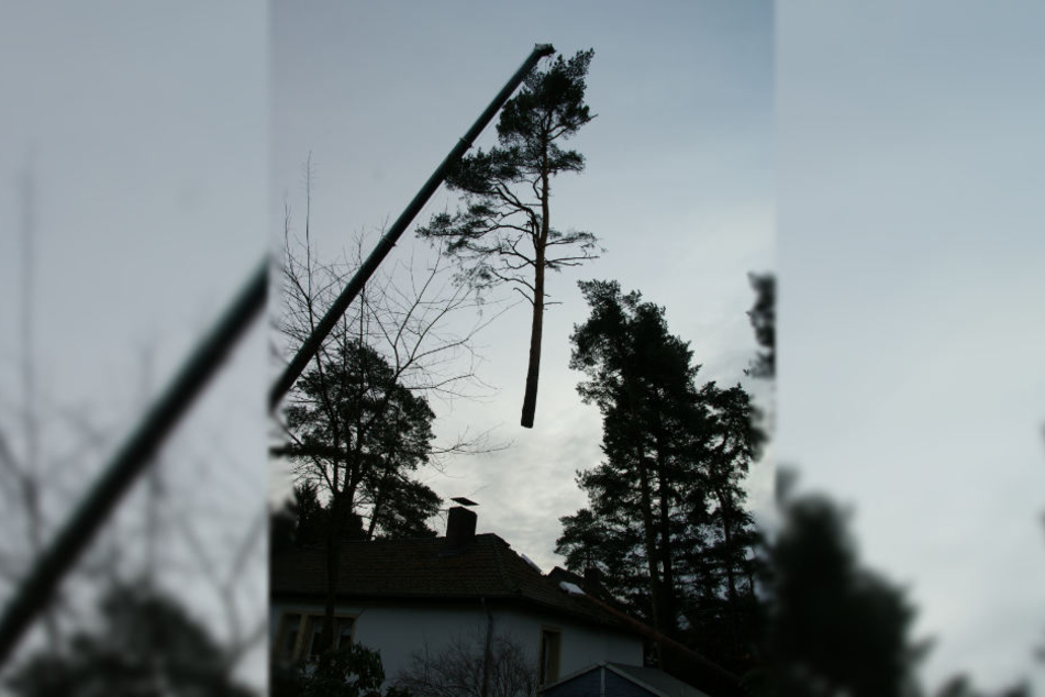 Ein großer Autokran hob die umgestürzte Bäume aus dem Garten.
