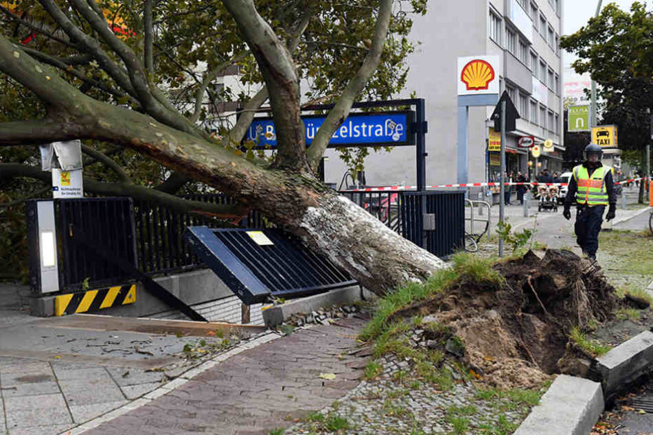 Ein umgestürzter Baum beschädigte einen U-Bahneingang.