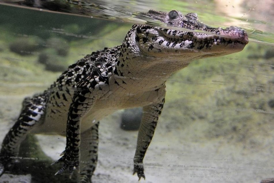 Das Krokodil war wohl aus einer der umliegenden Lagunen gekommen. (Symbolbild)