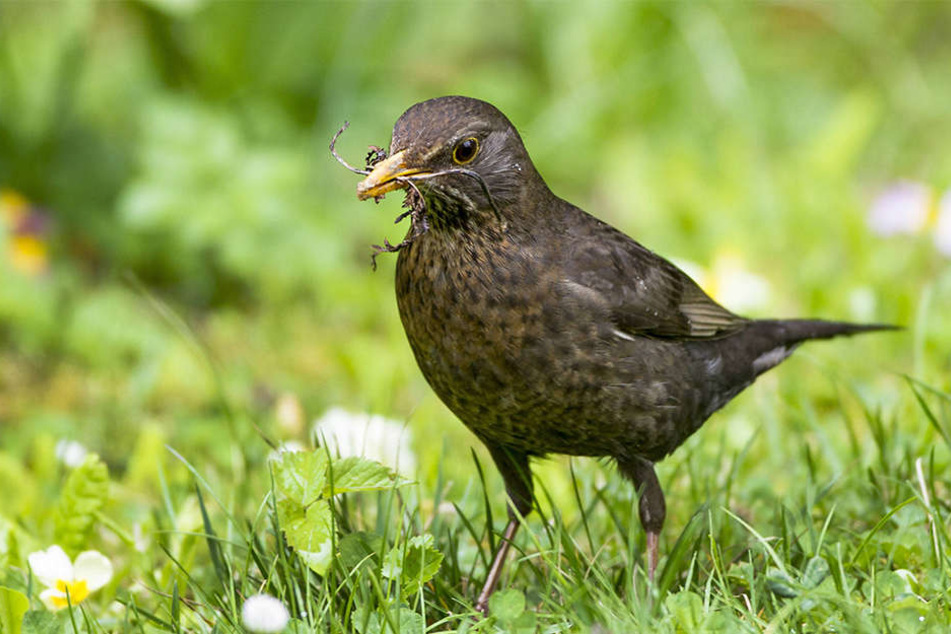 In Nürnberg lief eine Amsel mit Pfeil im Kopf herum. (Symbol-Amsel)