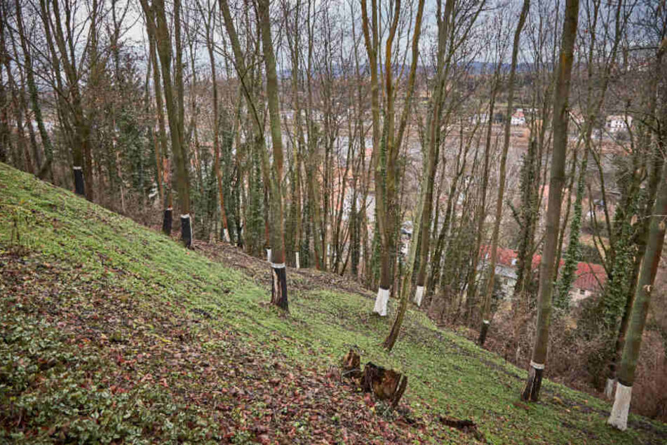 Selbst nach dem Tod entwürdigten die Mörder ihre Opfer: Die Asche der Ermordeten wurde an einen Hang geschüttet.
