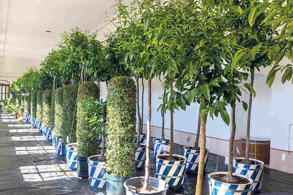 Wie zu Augusts Zeiten in runden, weiß-blauen Kübeln: 76 Bäume überwintern
derzeit in der Orangerie im Barockgarten Großsedlitz.