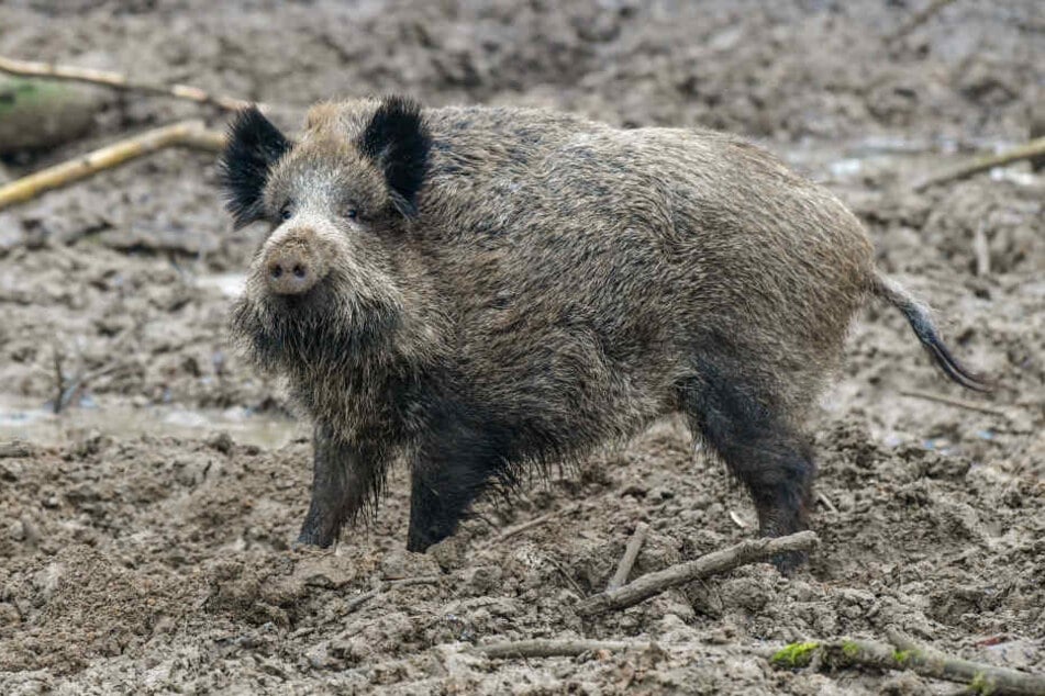 Tierschützer halten die Pläne der Politik für fragwürdig. (Symbolbild)