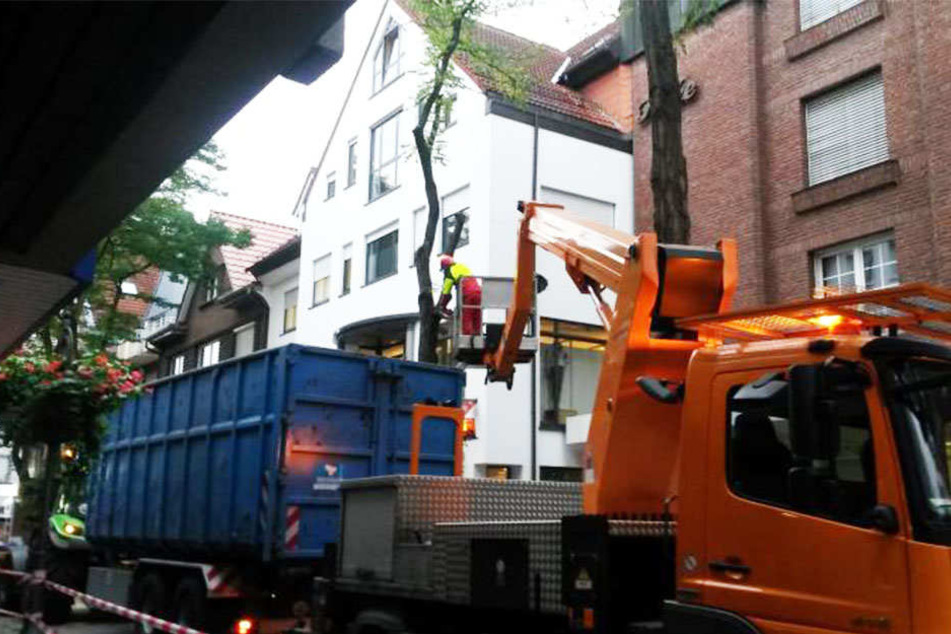 Hier werden die Robinien gerade gefällt.