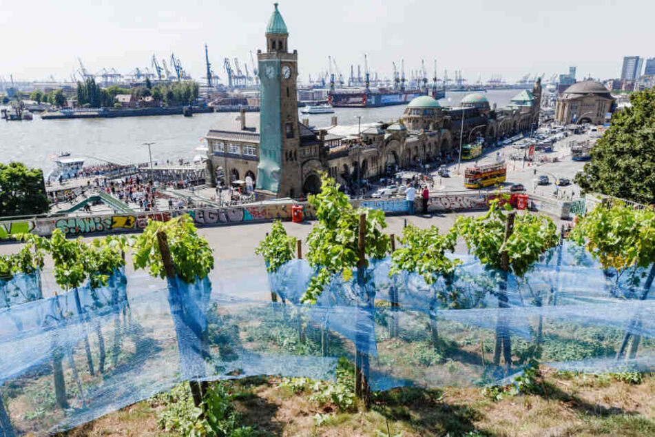Der Weinberg am Stintfang bietet einen herrlichen Blick über die Landungsbrücken und den Hamburger Hafen.