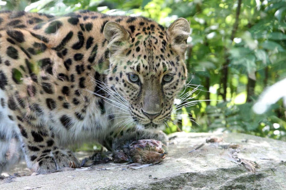 Leoparden-Weibchen Mia hatte im Juli zum ersten Mal Nachwuchs bekommen.