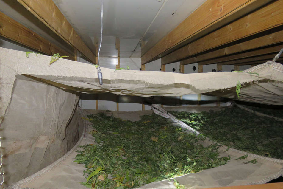 In den Kellerräumen eines Gebäudes wurden die Cannabispflanzen getrocknet.
